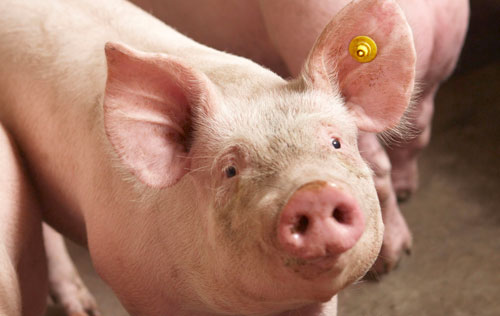 Milieukeur varkensvlees 